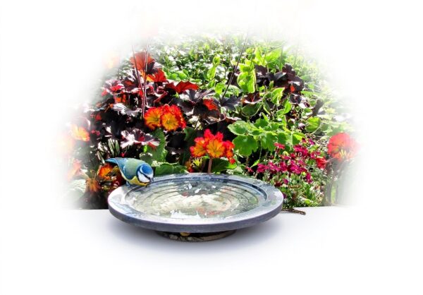 Bain d'oiseaux Wildlife World Aristote Oasis petits oiseaux